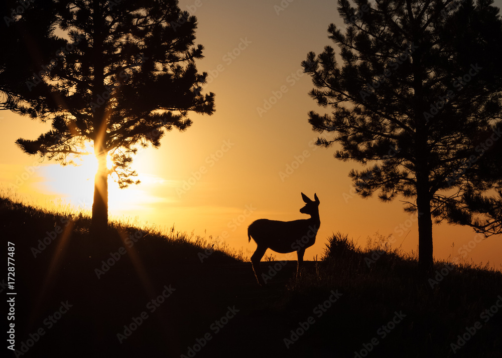 Mule Deer Doe at Sunrise in the Rocky Mountains Mule Deer Doe at Sunrise in the Rocky Mountains