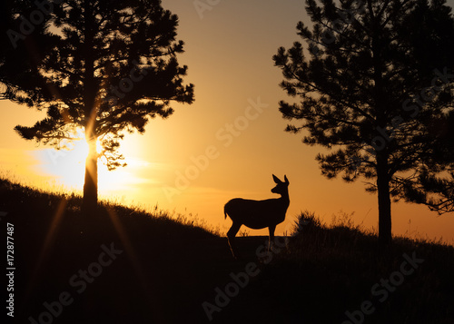 Mule Deer Doe at Sunrise in the Rocky Mountains © Gary