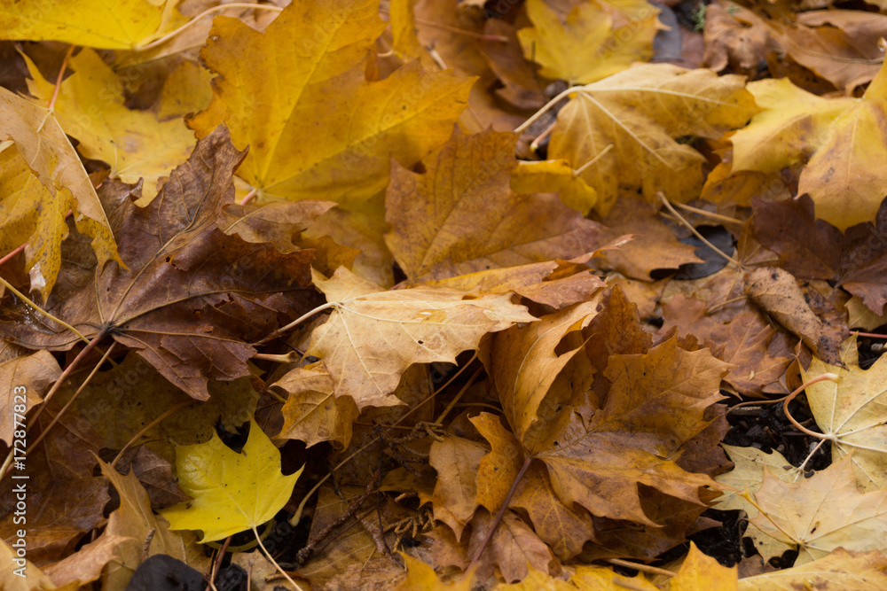 Autumn leaves on ground