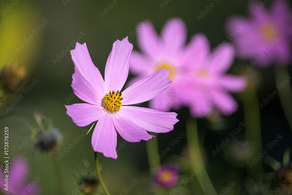 summer flower garden summer flower garden