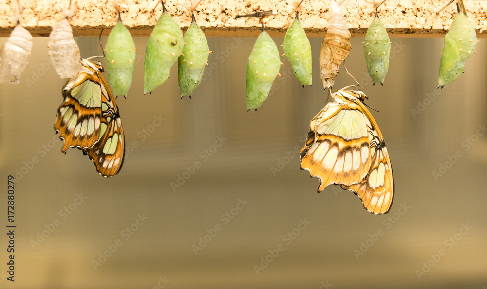 Naklejka premium Catterpillar zmienia się z kokonu w motyla