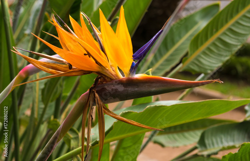 exotic strelitzia flower from Tenerife Island, also known as bird flower