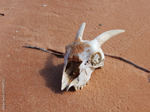 goat skull