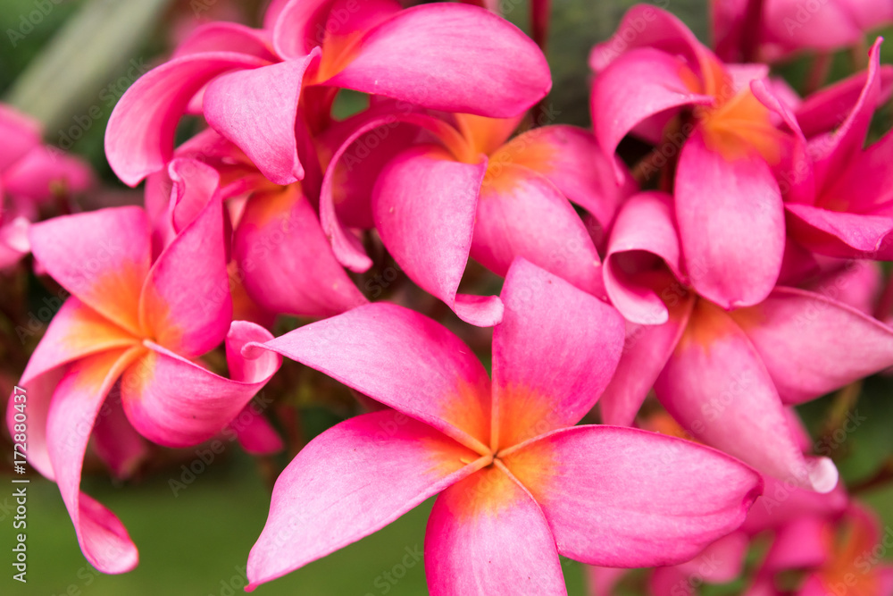 bunch of pink tropical, exotic frangipani flowers closeup. Paradise flowers, symbol of spa, wellness and tropical vacation