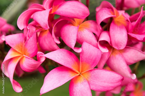 bunch of pink tropical  exotic frangipani flowers closeup. Paradise flowers  symbol of spa  wellness and tropical vacation