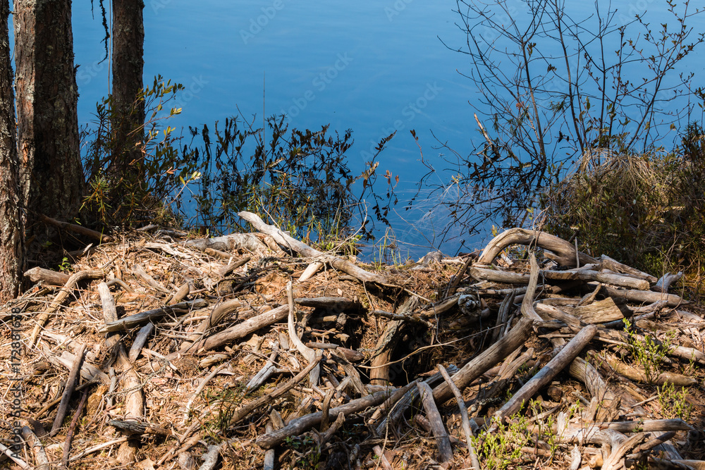 Collapsed beaver lodge by a forest lake Collapsed beaver lodge by a forest lake
