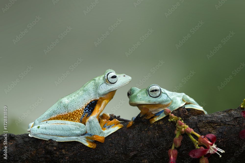 Naklejka premium Tree frog, flying frog, Indonesia