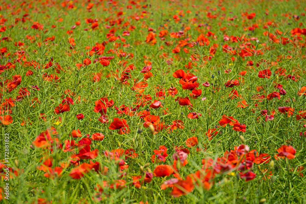 field poppies