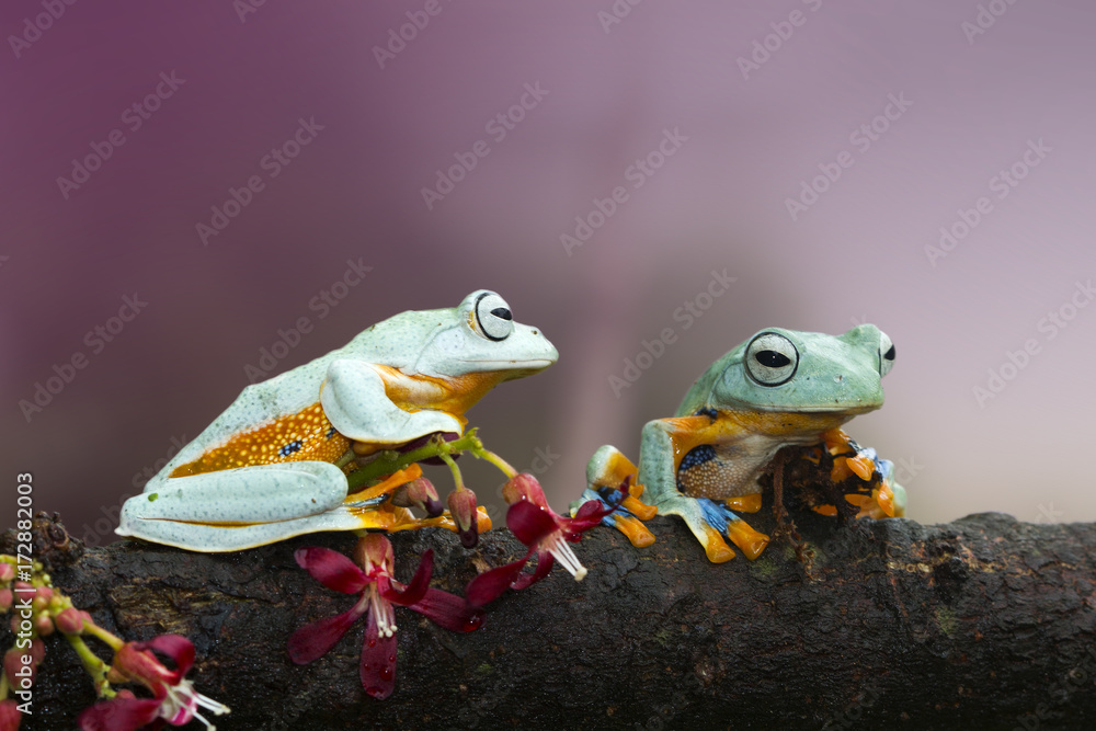 Obraz premium Tree frog, flying frog, Indonesia