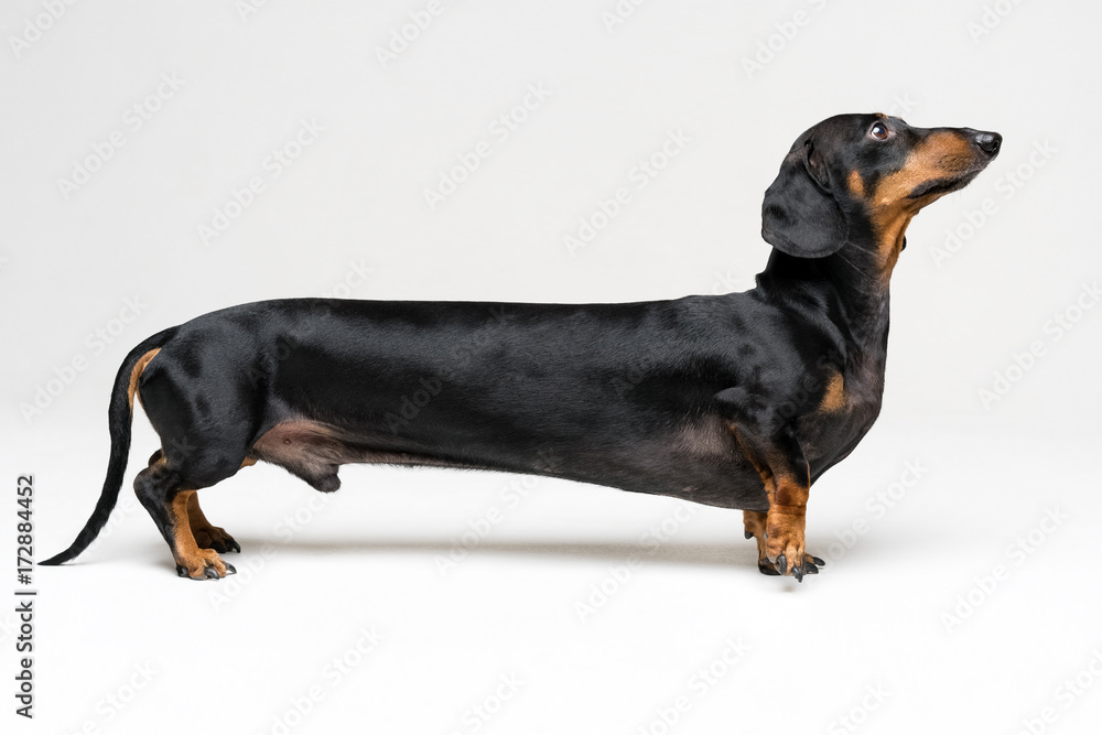 A manipulated image of a very Long Dachshund dog (puppy), black and tan on a gray background