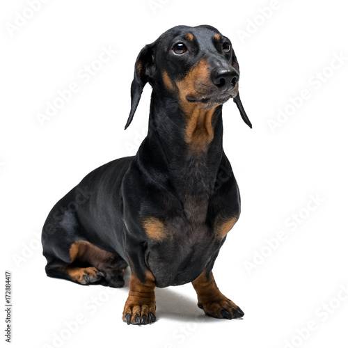 A dog (puppy) of the dachshund male breed, black and tan on isolated on white background © Masarik