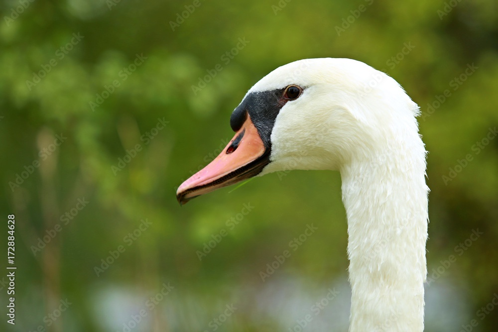 Head of mute swan with green background Head of mute swan with green background