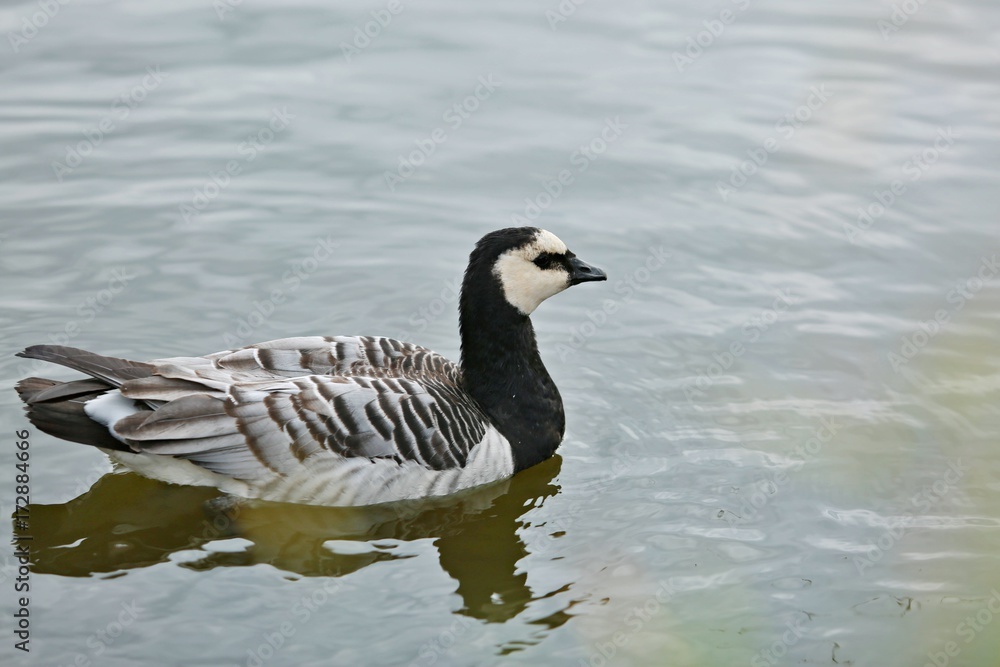 Fototapeta premium Barnacle goose (Branta leucopsis) on water