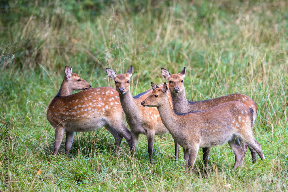 Four female Sika deer in a forest in Denmark, Europe Four female Sika deer in a forest in Denmark, Europe