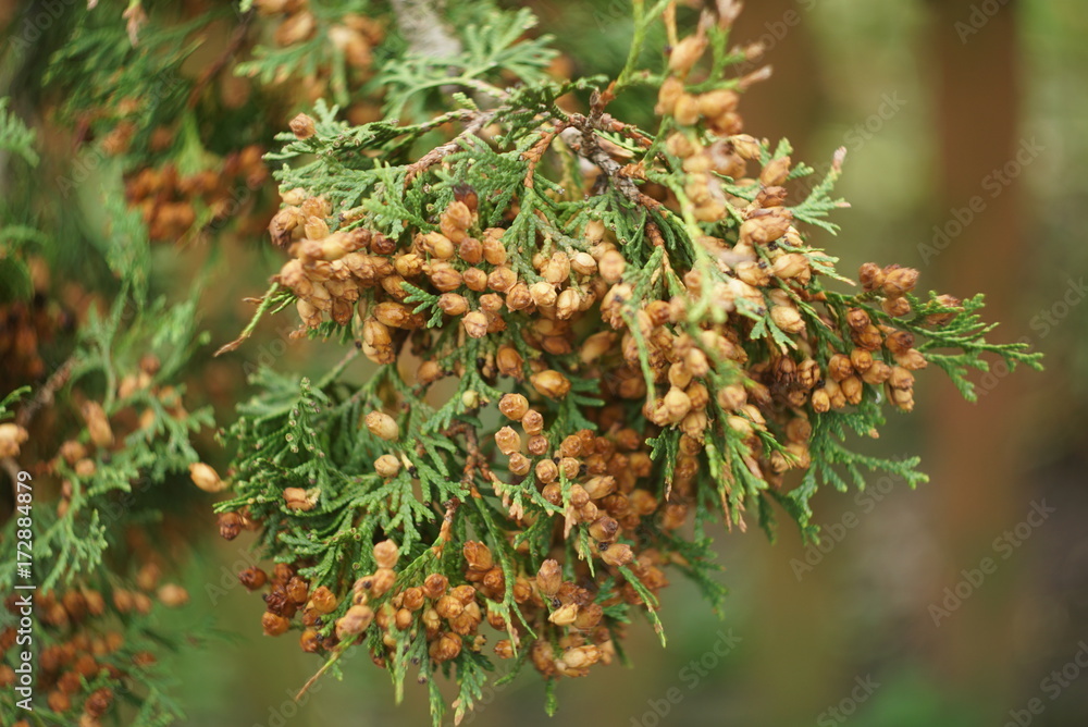 juniper branch with bloom close up juniper branch with bloom close up
