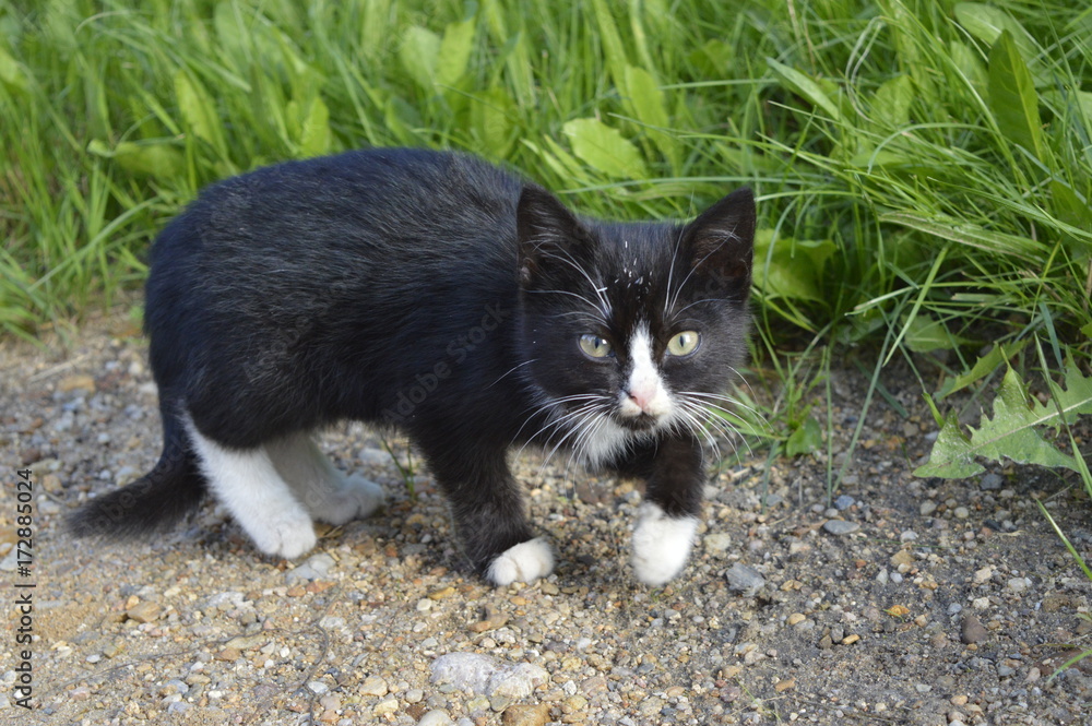 Young black cat with white mink and white socks Young black cat with white mink and white socks