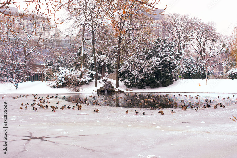 Fototapeta premium Winter city park