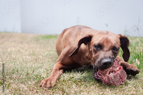 dog eating raw meat and bone outdoors on the grass photo
