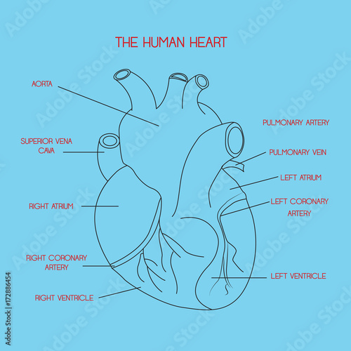 Part of the human heart. Anatomy