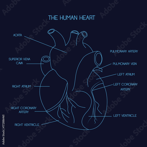 Part of the human heart. Anatomy. Dark blue background