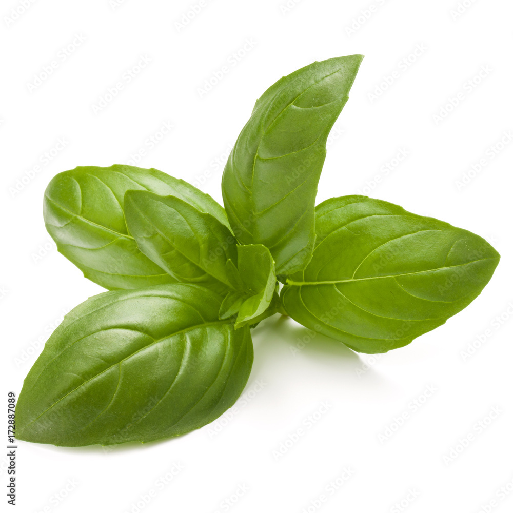 Fototapeta premium Sweet basil herb leaves isolated on white background closeup