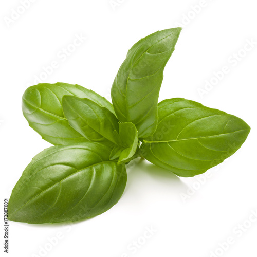 Sweet basil herb leaves isolated on white background closeup