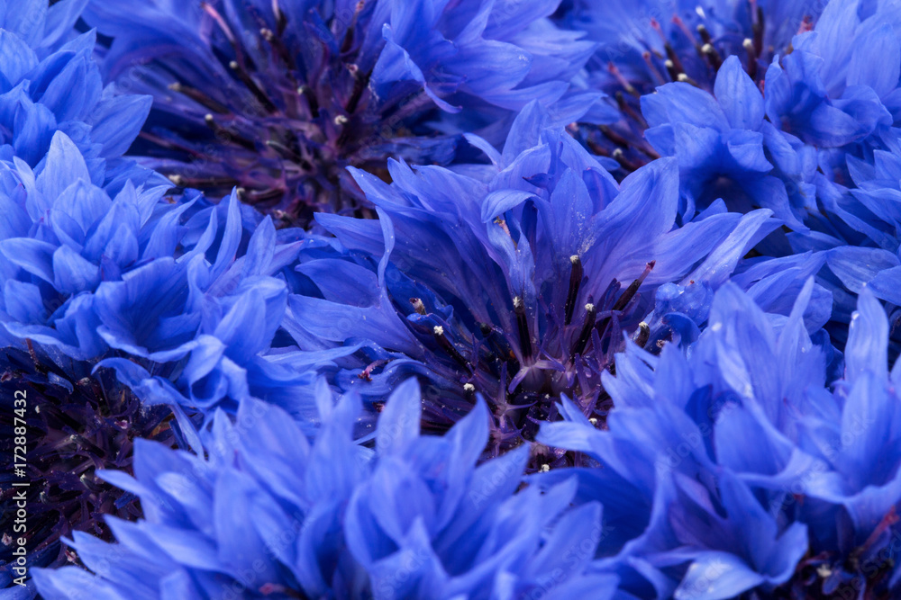 Blue Cornflower Herb or bachelor button flower heads background Blue Cornflower Herb or bachelor button flower heads background