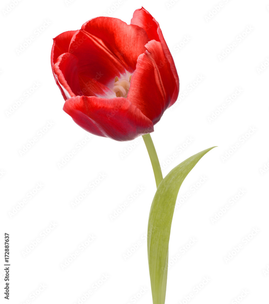 red tulip flower head isolated on white background red tulip flower head isolated on white background