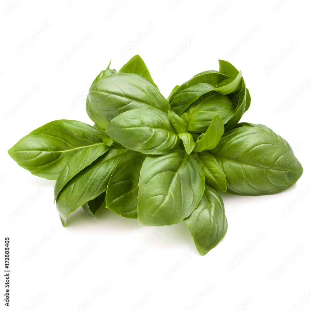 Sweet basil herb leaves bunch isolated on white background Sweet basil herb leaves bunch isolated on white background