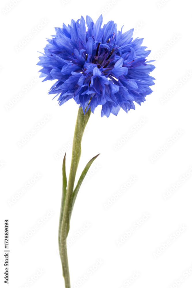 Blue Cornflower Herb or bachelor button flower head isolated on white background cutout Blue Cornflower Herb or bachelor button flower head isolated on white background cutout