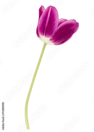 Fototapeta Naklejka Na Ścianę i Meble -  One lilac tulip flower isolated on white background cutout