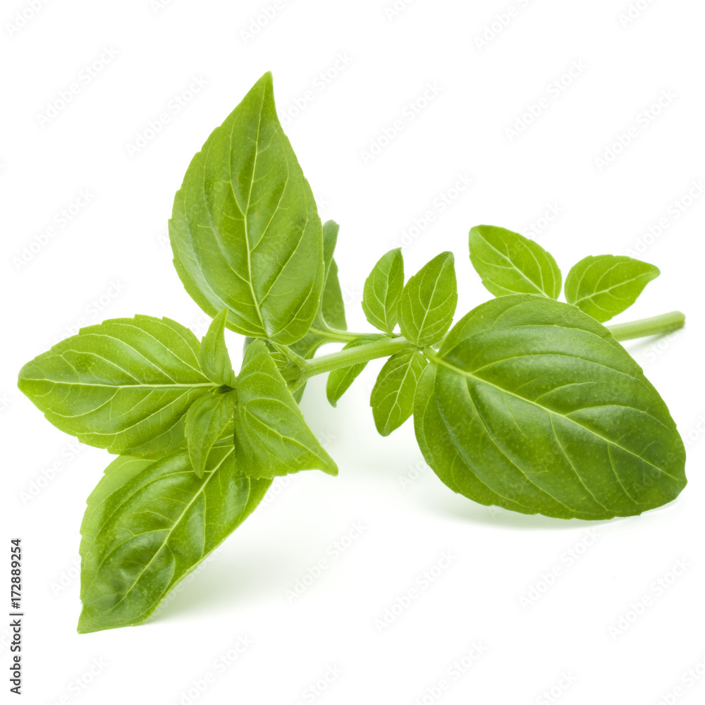 Close up studio shot of fresh green basil herb leaves isolated on white background. Sweet Genovese basil. Close up studio shot of fresh green basil herb leaves isolated on white background. Sweet Genovese basil.