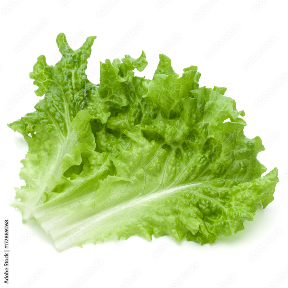 fresh green lettuce salad leaves isolated on white background fresh green lettuce salad leaves isolated on white background