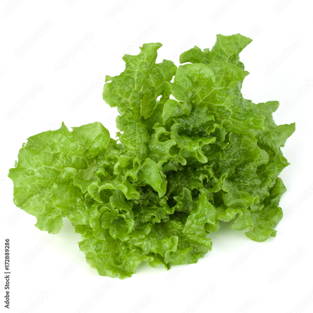 fresh green lettuce salad leaves isolated on white background fresh green lettuce salad leaves isolated on white background