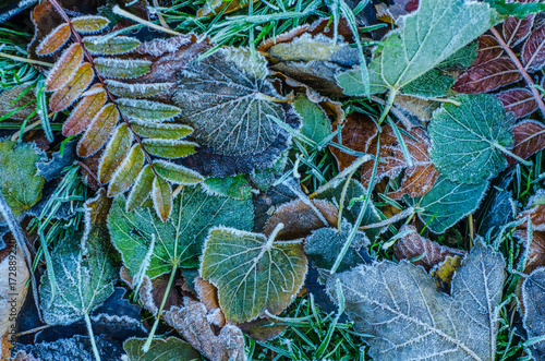 Frosty Winter Leaves photo