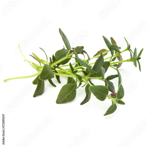 Thyme fresh herb isolated on white background