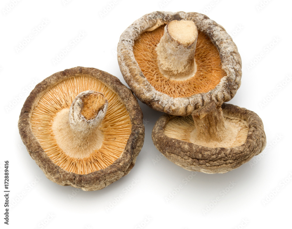Dried Shiitake Mushroom isolated on white background Dried Shiitake Mushroom isolated on white background