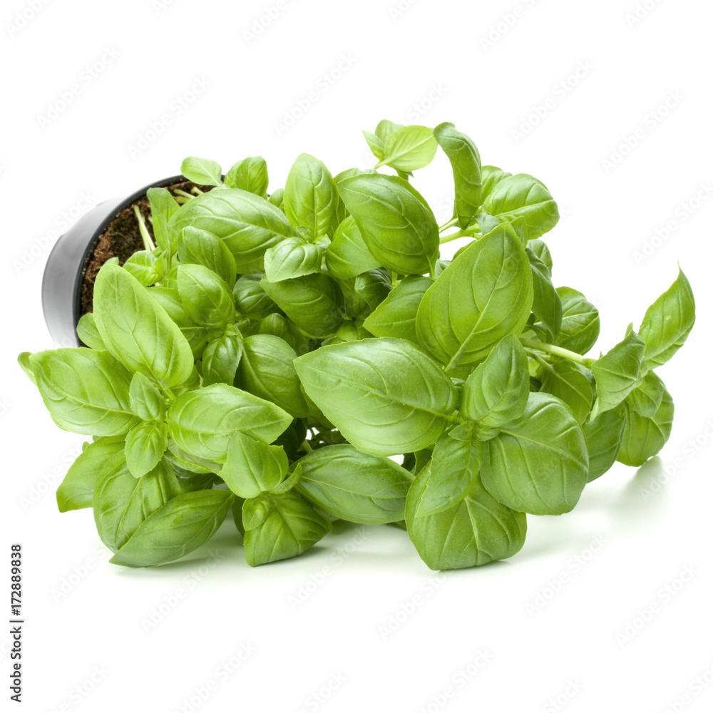 Sweet basil leaves in flowerpot isolated on white background cutout. Sweet basil leaves in flowerpot isolated on white background cutout.