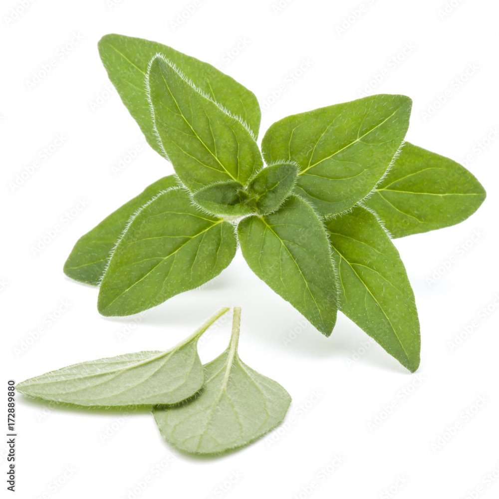 Obraz premium Oregano or marjoram leaves isolated on white background cutout