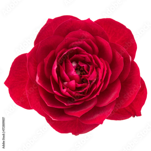 Fototapeta Naklejka Na Ścianę i Meble -  one red rose flower head isolated on white background cutout