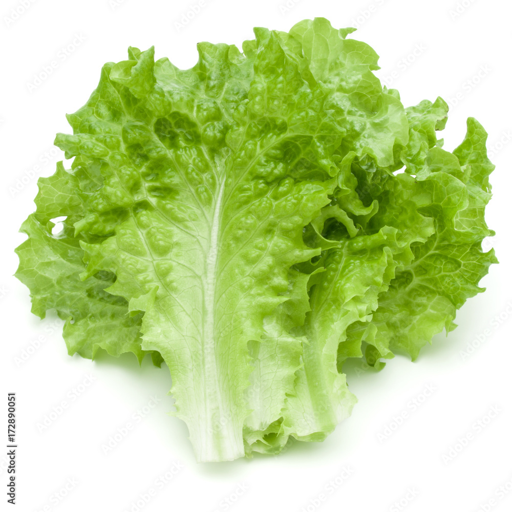 fresh green lettuce salad leaves isolated on white background fresh green lettuce salad leaves isolated on white background