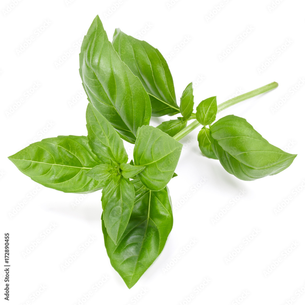 sweet basil herb leaves isolated on white background. Genovese basil leaf. sweet basil herb leaves isolated on white background. Genovese basil leaf.