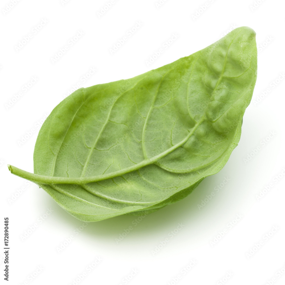 Close up studio shot of fresh green basil herb leaves isolated on white background. Sweet Genovese basil. Close up studio shot of fresh green basil herb leaves isolated on white background. Sweet Genovese basil.