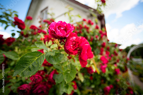 Fototapeta Naklejka Na Ścianę i Meble -  Rose in the garden, background of a blurry house