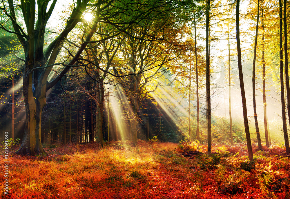 Herbstwald, Lichtung im Nebel