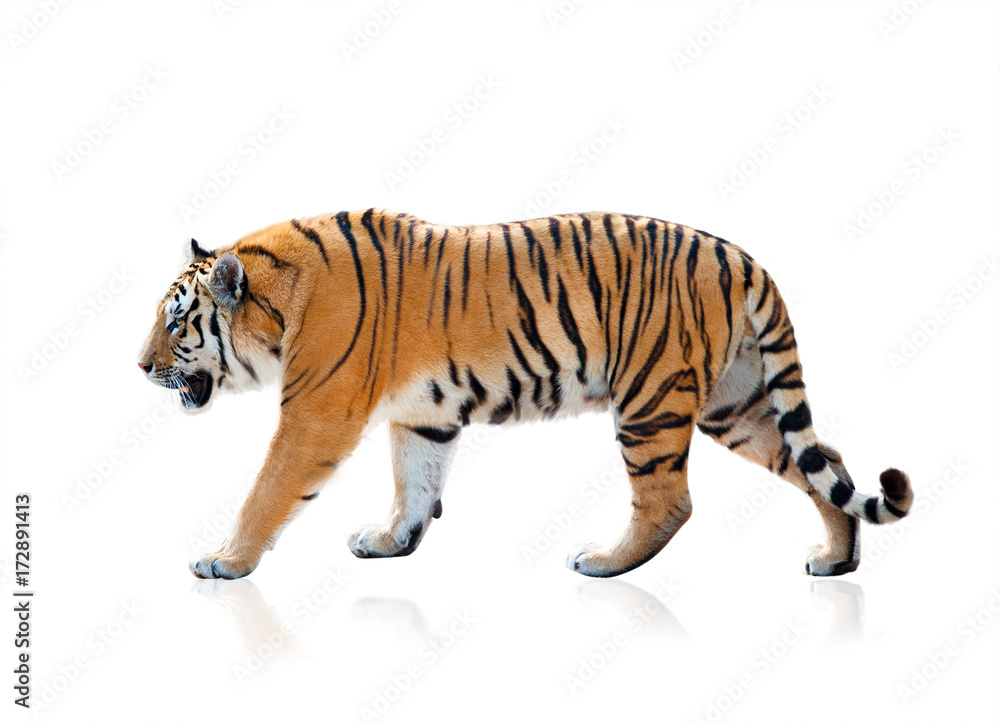 Obraz premium Tygrys bengalski chodzenia, odizolowane na białym tle