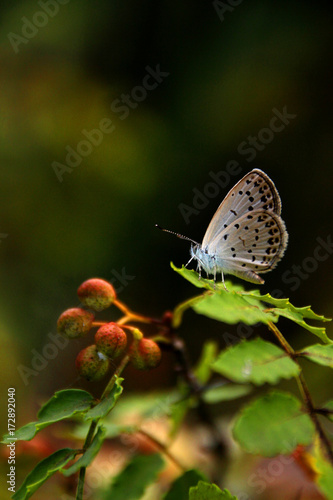 A beautiful little butterfly ( pale grass blue / Pseudozizeeria maha ( Kollar, 1848 ) ) sitting on the leaves of chinese pepper tree © do0eo