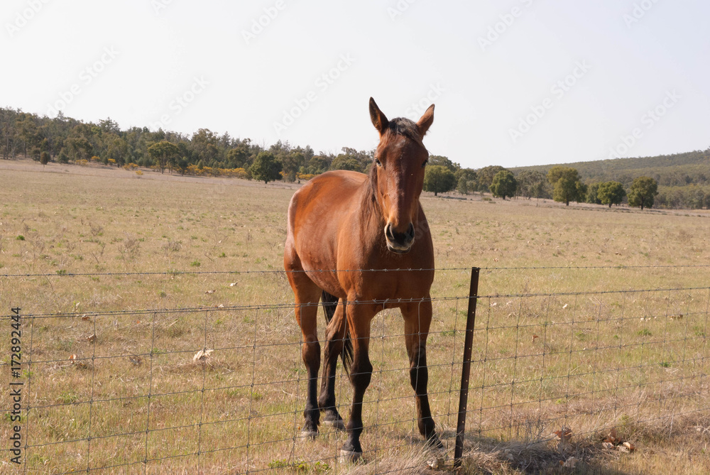 mammal mammal