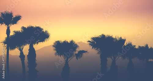 Mountain Desert Palms