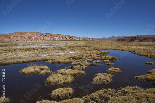 Wetland along a tributary of the River Lauca high on the Altiplano of northern Chile in Lauca National Park.